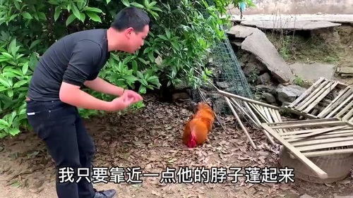 兩年家禽會(huì)追人咬，你以為很熟悉，其實(shí)得小心了